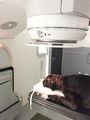 LINAC dog.jpg