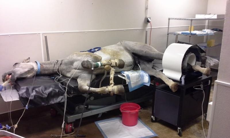 File:Portable PET 1.6.jpg